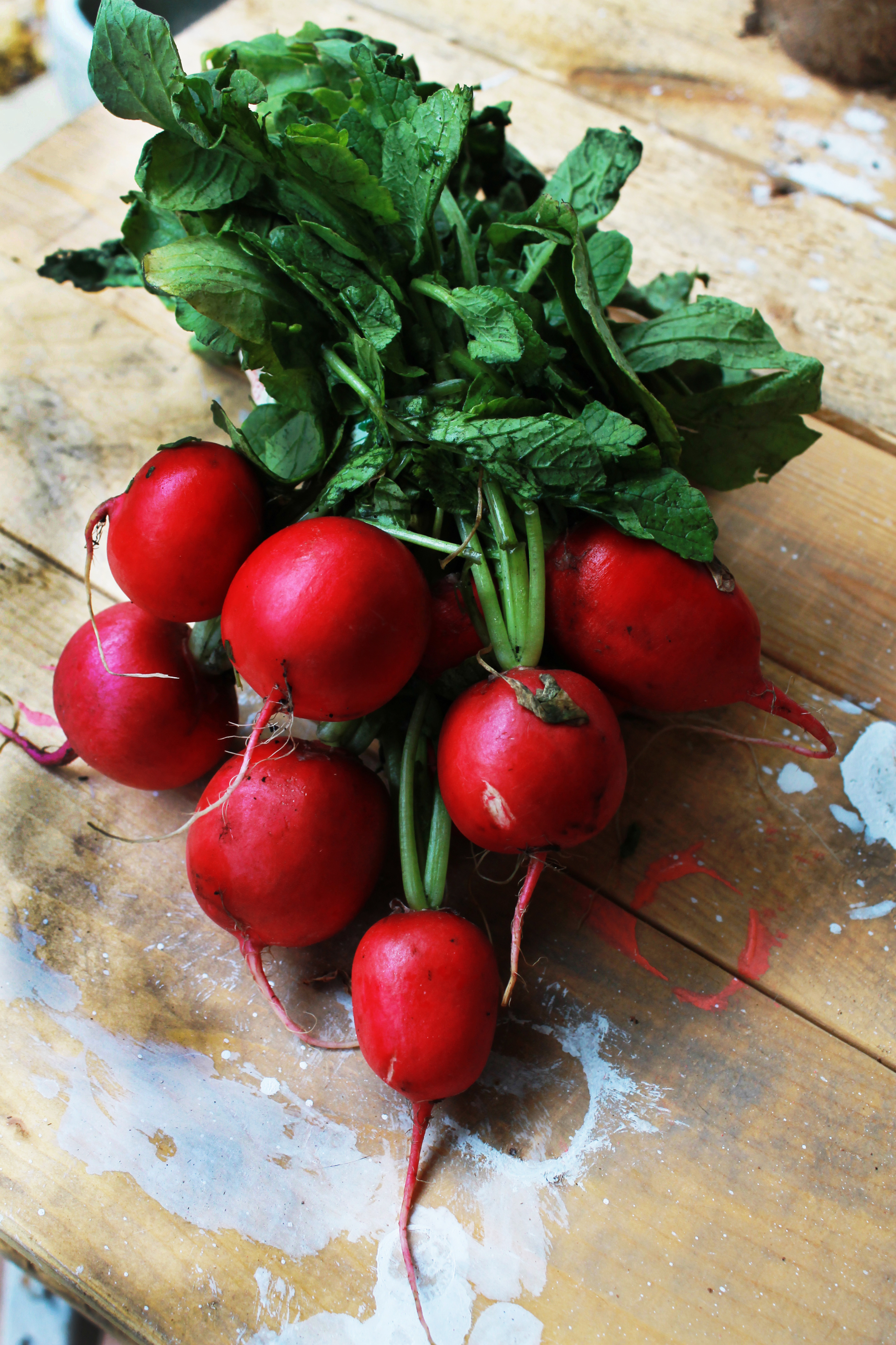 “As God is my witness, I’ll never be hungry again!” – Radishes to the rescue!